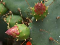 Opuntien Knospen und Blüte